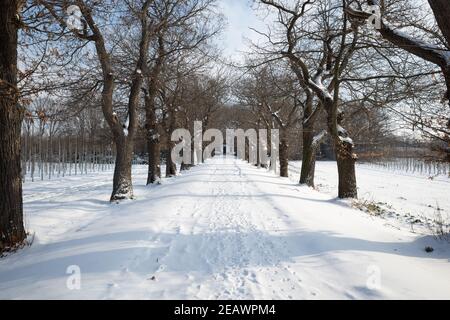 En plein air, diminuer la vue de la rue vide à côté d'une rangée d'arbres et du champ agricole couvert de neige en hiver et du ciel ensoleillé. Banque D'Images