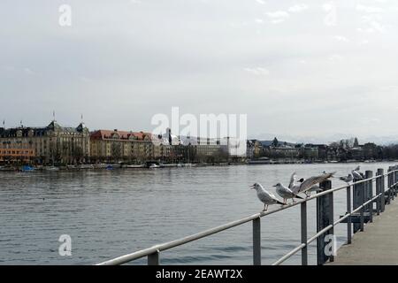 Groupe de mouettes en vue latérale debout sur une rambarde métallique sur l'embarcadère du lac de Zurich en Suisse. Il y a des silhouettes de la ville de Zurich en arrière-plan. Banque D'Images