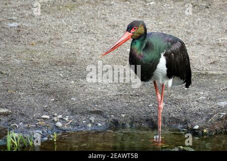 Cigogne noire avec bec ébréché debout dans l'eau en vue latérale avec beaucoup d'espace de copie sur l'arrière-plan flou. Il s'appelle Ciconia en latin. Banque D'Images