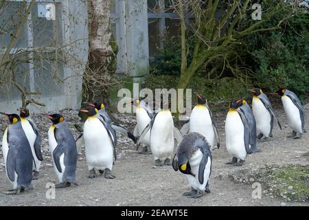 Grand pingouin vivant en troupeau en captivité. Les oiseaux sont appelés Aptenodytes patagonicus en latin. Ils marchent autour de leur enceinte ensemble. Banque D'Images