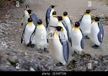 Grand pingouin vivant en troupeau en captivité de près. Les oiseaux sont appelés Aptenodytes patagonicus en latin. Ils marchent autour de leur enceinte. Banque D'Images