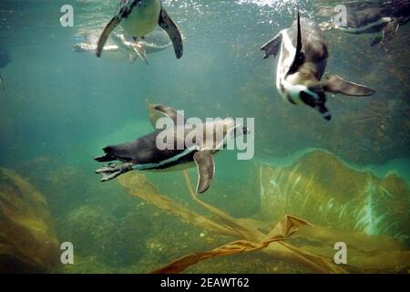 Pingouin Humboldt nageant sous l'eau dans une piscine artificielle en captivité. D'autres pingouins nagent dans différentes directions. Ils sont flous. Banque D'Images