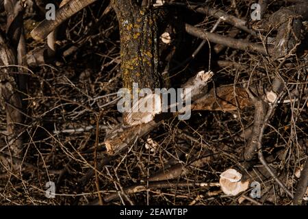 Couper les arbres en forêt, empilés les uns sur les autres, vue des troncs coupés Banque D'Images