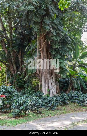 Montera deliciosa (noms communs: Ceriman, usine de fromage suisse, Monstera, readfruit mexicain, monstre délicieux et à tort, philodendron à feuilles partagées) Banque D'Images