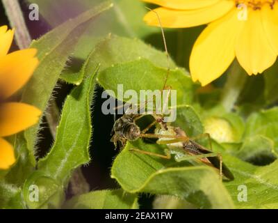 Un assassin bug se nourrissant d'une abeille capturée. Banque D'Images