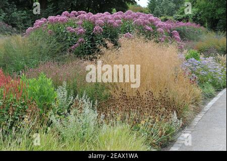 HAMM, ALLEMAGNE - 15 AOÛT 2015 : plantation dans un style de prairie vivace conçu par Piet Oudolf dans le jardin jardin d'art du parc public Maximilianpark Banque D'Images