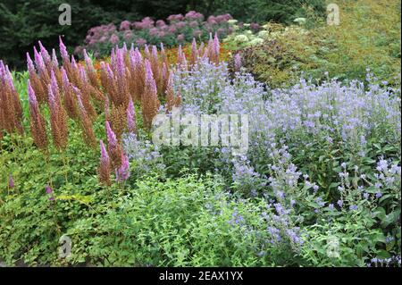 HAMM, ALLEMAGNE - 15 AOÛT 2015 : plantation dans un style de prairie vivace conçu par Piet Oudolf dans le jardin jardin d'art du parc public Maximilianpark Banque D'Images