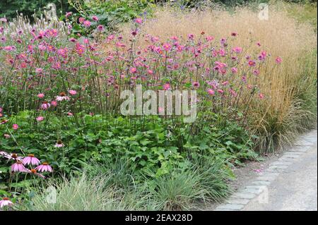 HAMM, ALLEMAGNE - 15 AOÛT 2015 : plantation dans un style de prairie vivace conçu par Piet Oudolf dans le jardin nature Designs du Maximilianpark Banque D'Images