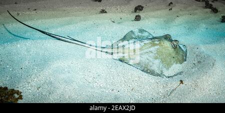 Le sud de Stingray (Dasyatis americana) sur le site de plongée du pont au large de l'île de St Martin, dans les Caraïbes néerlandaises Banque D'Images