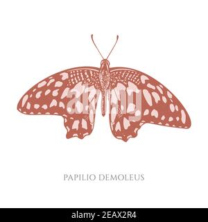 Ensemble vectoriel de papillons pastel au citron dessinés à la main Illustration de Vecteur