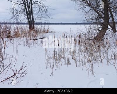 Magnifique paysage d'hiver canadien surgelé au bord de la rivière des Outaouais à l'île Petrie, Ottawa (Ontario), Canada. Banque D'Images