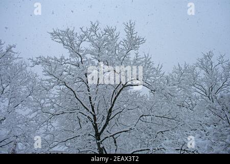 La chute de neige d'une tempête de mi-hiver couvre les branches de sycomore sans feuilles dans un quartier de banlieue -11 Banque D'Images