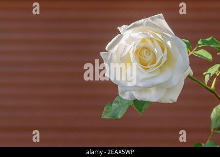 rose blanche sur fond rouge défoqué à l'extérieur Banque D'Images