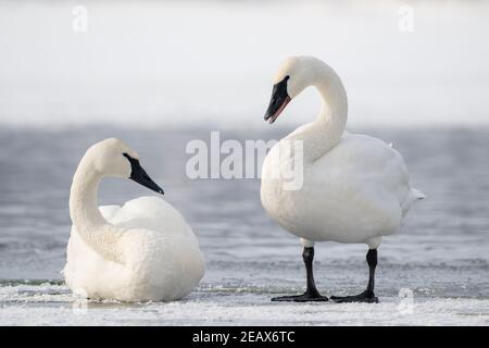 Paire de cygnes trompettiste (Cygnus buccinator) reposant sur la glace de la rivière Sainte-Croix , WI, USA, par Dominique Braud/Dembinsky photo Assoc Banque D'Images