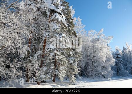 Un beau paysage de vin avec de hautes épinettes enneigées et de bouleau arbres avec des flocons de gel tombant Banque D'Images