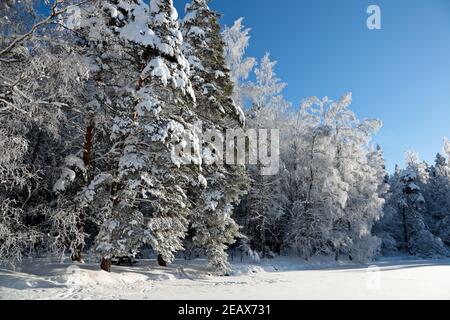 Un beau paysage de vin avec de hautes épinettes enneigées et de bouleau arbres avec des flocons de gel tombant Banque D'Images