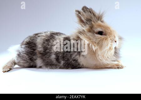 Adorable lapin à tête de lion avec une fourrure de couleur chocolat mélangée regardant l'appareil photo assis sur le côté Banque D'Images