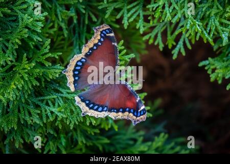 Un papillon à cloak mounning (Nymphalis antiopa) reposant sur une branche d'Arborvitae. Banque D'Images