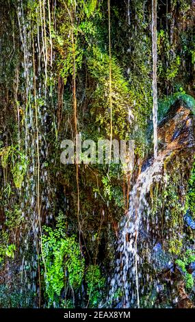 L'eau coule le long des vignes sur le mur vert humide de la jungle tropicale À Hawaï Banque D'Images