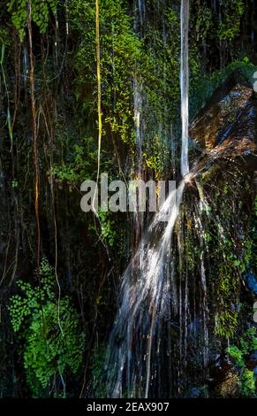 L'eau coule la vigne et la fougère couverte mur de jungle dedans Hawaï Banque D'Images