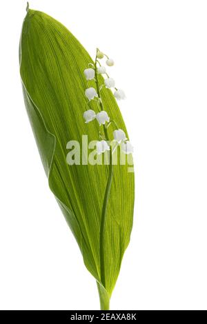 Fleurs blanches de nénuphars de la vallée, lat. Convallaria majalis, isolé sur fond blanc. Banque D'Images
