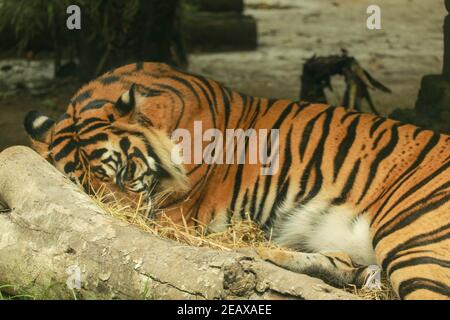 Le tigre de Sumatra repose et se détend sur l'herbe par une bûche d'arbre. Tiher a du bon temps dans le PARC ZOOLOGIQUE Banque D'Images