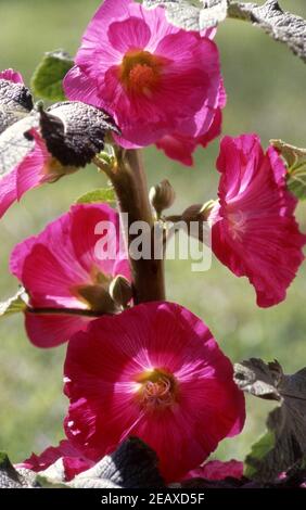 PLANTE HOLLYHOCK ROSE (ALCEA ROSEA) EN PLEINE FLEUR. Banque D'Images