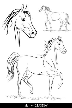 Cheval de course, allure lente. Belle tête de cheval. Esquisse vectorielle noir et blanc. Illustration de Vecteur