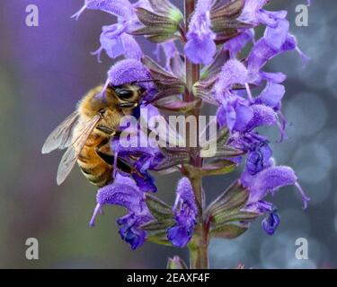 Gros plan d'une abeille sur une fleur de lavande Banque D'Images