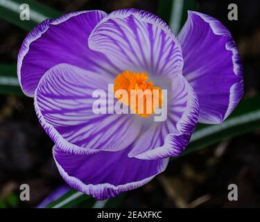 Crocus d'en haut Banque D'Images