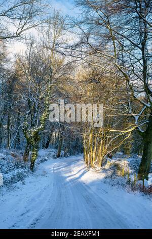 Soleil matinal le long d'une route de campagne dans la neige. Près de Chipping Norton, Cotswolds, Oxfordshire, Angleterre Banque D'Images