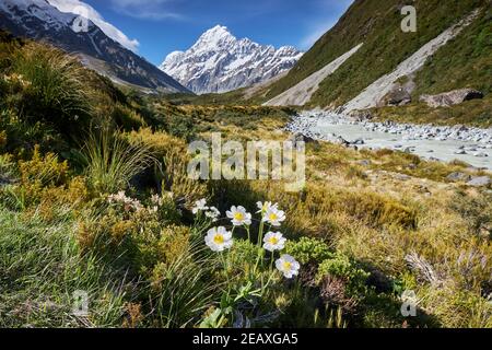 Mt Cook avec le Lily du Mont Cook, également appelé la coupe de la grande montagne, ou Lily du berger; Ranunculus lyallii Banque D'Images