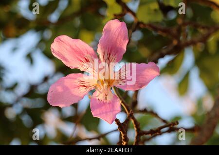 Gros plan des fleurs de soie de soie (Ceiba speciosa) sous la lumière du soleil, qui est un bel arbre brésilien indigène. Banque D'Images