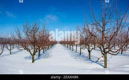 Verger de pomme d'hiver par une journée ensoleillée. Rangées de pommiers. Banque D'Images
