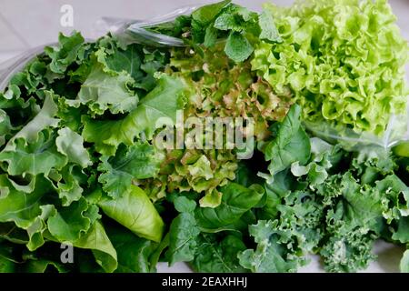 Légumes frais mélangés hydroponiques - laitue, kale, lollo, arugula Banque D'Images
