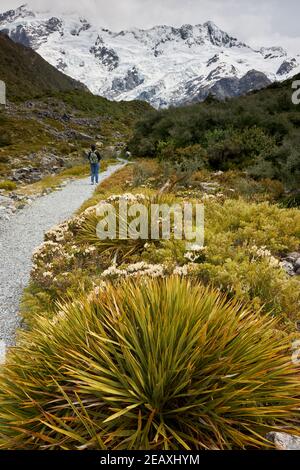 Sur la piste de randonnée jusqu'à Kea point, guettez le Mont Sefton, parc national de Mt Cook Banque D'Images