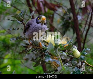 C'est MON Parrot Bush Banque D'Images