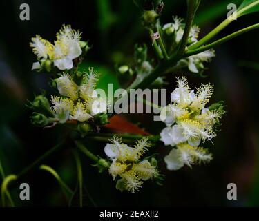 Boîte fleurs de gomme Banque D'Images