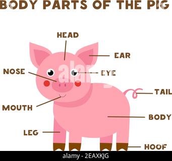 Parties du corps du mignon cochon de bande dessinée. Anatomie des animaux en anglais pour les enfants. Apprentissage de mots. Illustration de Vecteur