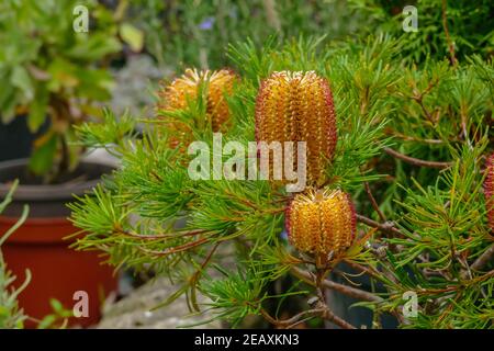 Banksia spinulosa plante en épingle à cheveux banksia potted avec des cônes à l'extérieur Banque D'Images