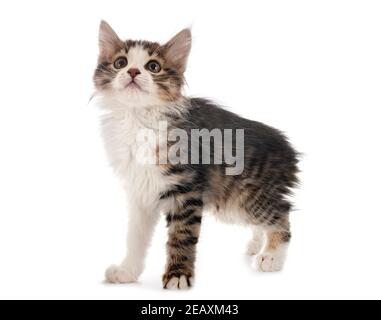 Jeune Bobtail Kurilian devant un fond blanc Banque D'Images