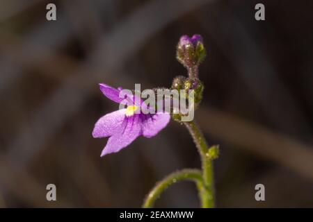 Gros plan de la fleur rose de la plante carnivore Genlisea flexuosa, près de Gouveia, à Minas Gerais, au Brésil Banque D'Images