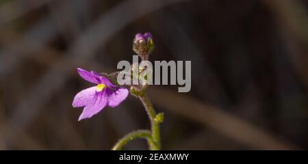 La petite fleur rose de Genlisea flexuosa, une plante à tire-bouchon, près de la ville de Gouveia à Minas Gerais, Brésil Banque D'Images