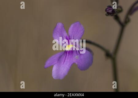 Macro de Genlisea flexuosa, une plante de Corkscew à fleurs roses vue dans l'habitat naturel près de Gouveia à Minas Gerais, Brésil Banque D'Images