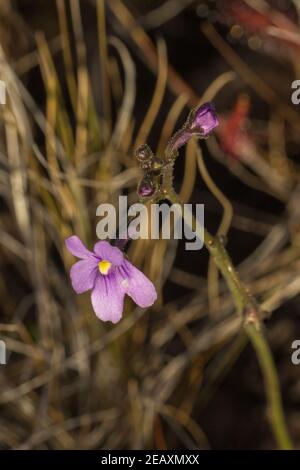 Fleur de Genlisea flexuosa, une plante carnivore, vue dans un habitat naturel près de Gouveia à Minas Gerais, Brésil Banque D'Images
