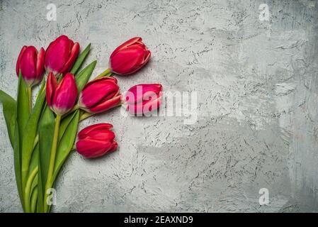 Fleurs de tulipe rouge sur fond gris avec espace de copie Banque D'Images