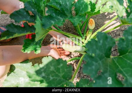 Les mains des femmes tiennent soigneusement la courgette dans le jardin. Sol et végétation en arrière-plan. Concept de jardinage et de récolte. Banque D'Images