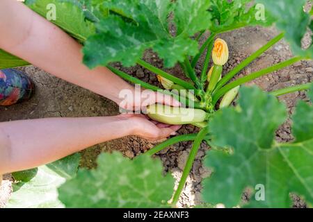 Les mains des femmes tiennent soigneusement la courgette dans le jardin. Sol et végétation en arrière-plan. Gros plan. Concept de jardinage et de récolte. Banque D'Images