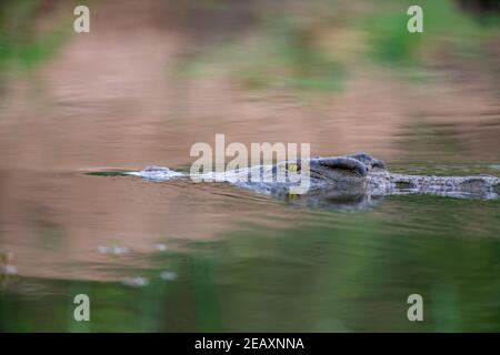 Un grand crocodile du Nil Crocodylus niloticus vu dans le parc national de Mana pools au Zimbabwe. Banque D'Images