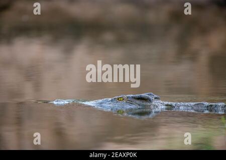 Un grand crocodile du Nil Crocodylus niloticus vu dans le parc national de Mana pools au Zimbabwe. Banque D'Images